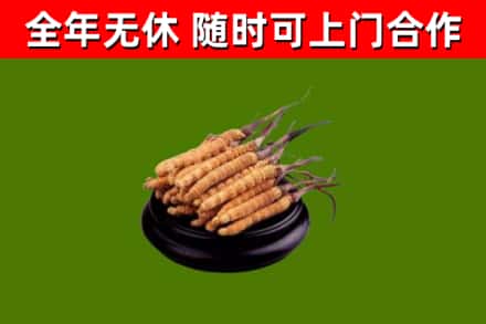 眉山市回收散虫草